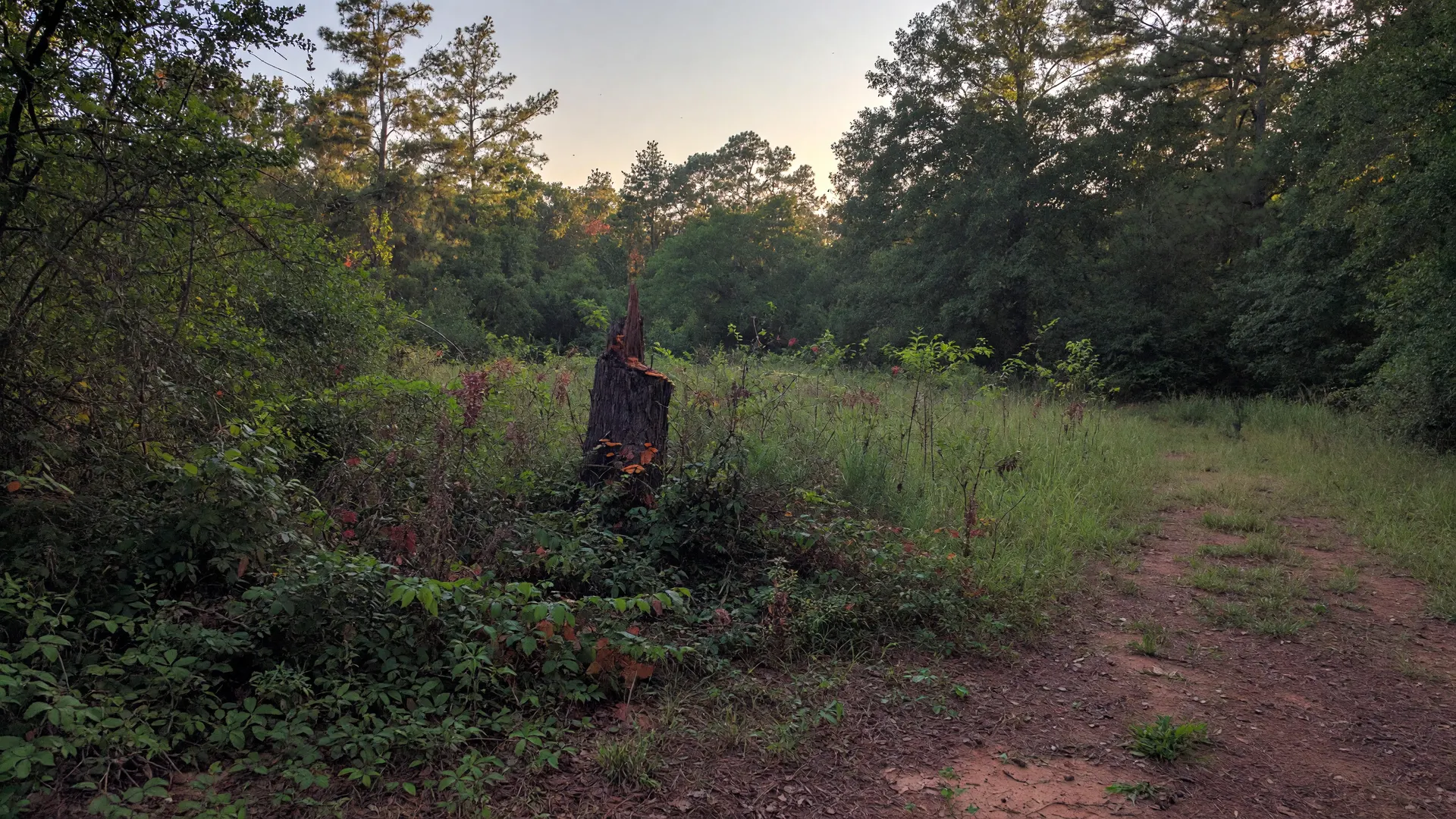 CenstruX land clearing project 1